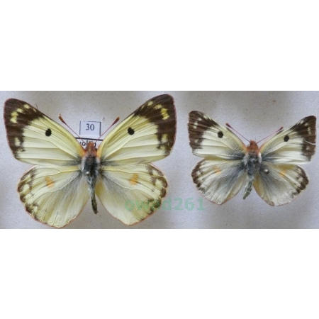 Colias hyale (Linnaeus, 1758) 2xmale Szlaczkoń siarecznik Slovakia30